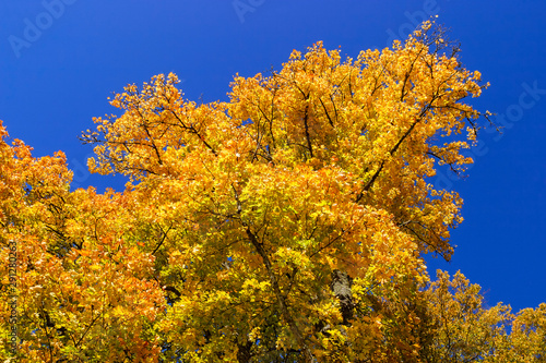 Maple with autumn color against a blue sky