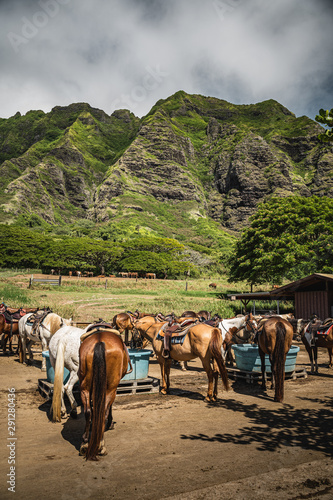 Oahu, Hawaii - August 23rd 2019: Horses at Kualoa Ranch, Oahu Hawaii.