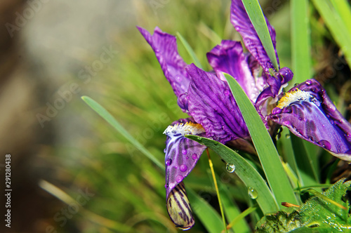 Purple Himalayan Iris, Roopkund photo