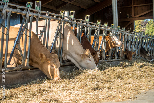 Kühe fressen Heu und Silage im Kuhstall