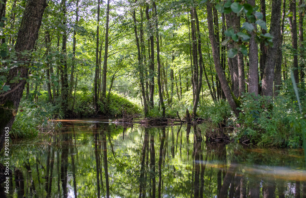 lake in forest lake in forest