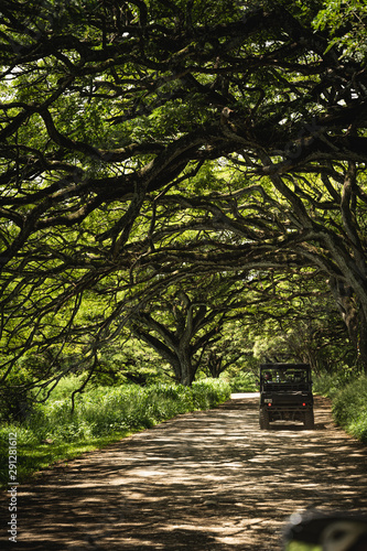 Oahu, Hawaii - August 23rd 2019: Beautiful scenery driving UTVs at Kualoa Ranch, Oahu Hawaii.