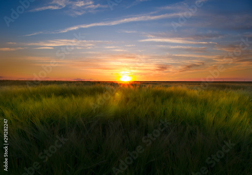 Sunset over a wheat filed in the summer