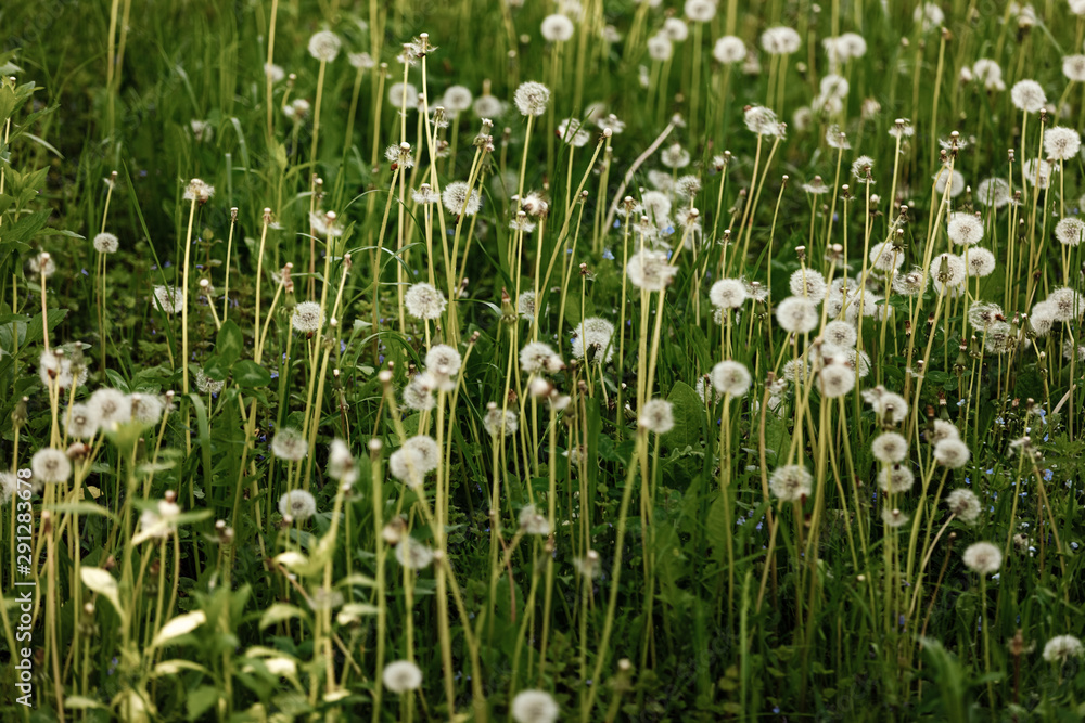 A field of dandelions. Nature Landscape of green meadow. A field of dandelions. Nature Landscape of green meadow.