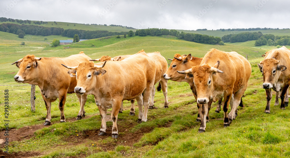 A herd of cows of the Aubrac breed