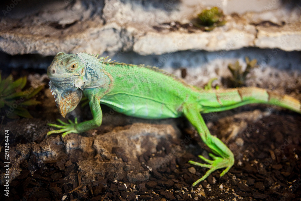 Green iguana on a rock. Green iguana on a rock.