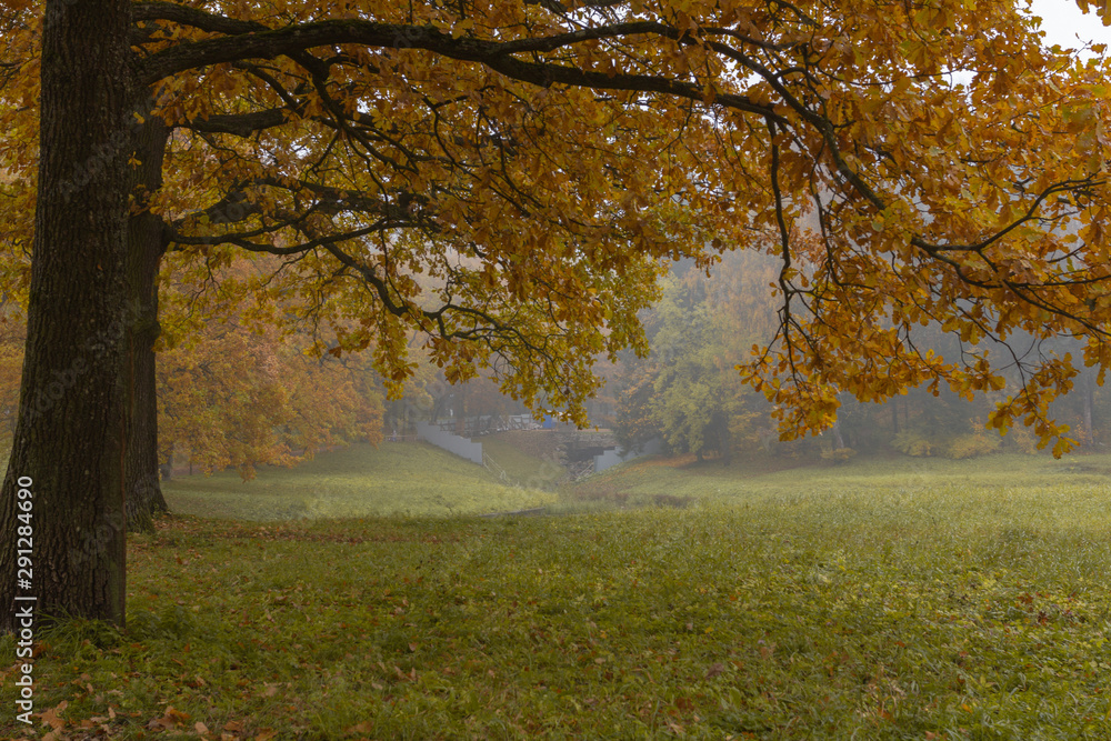 Big autumn oak and green grass on a meadow foggy around Big autumn oak and green grass on a meadow foggy around