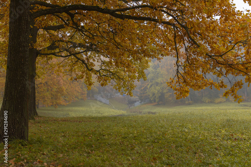 Big autumn oak and green grass on a meadow foggy around