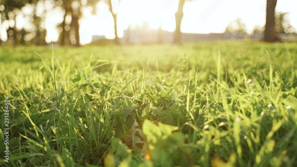Very beautiful background of field of green grass on a sunset. Sun light and sunflakes. Slowmotion Very beautiful background of field of green grass on a sunset. Sun light and sunflakes. Slowmotion