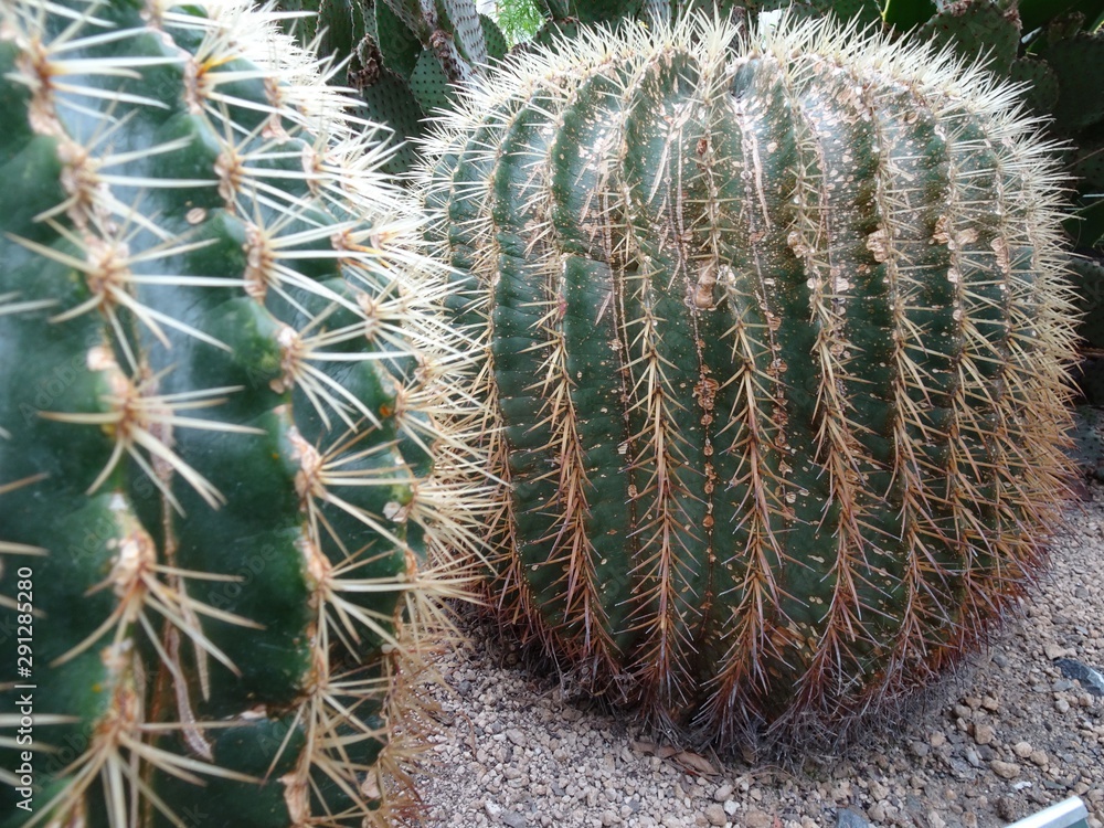 kaktus auf la gomera