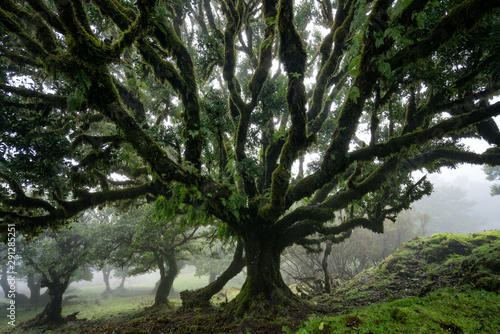 Bild auf Leinwand Til ancient tree on the Fanal Portuguese National Park in Madeira, Portugal