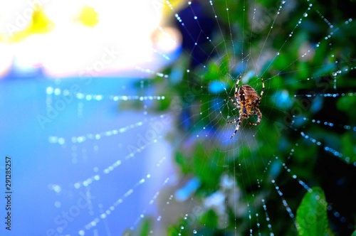Garden Spider © Woody