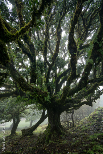 Til ancient tree on the Fanal Portuguese National Park in Madeira  Portugal