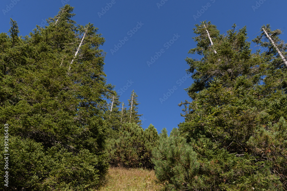 Latschen udn Fichten vor blauem Himmel am Hang vor den Bergen Latschen udn Fichten vor blauem Himmel am Hang vor den Bergen