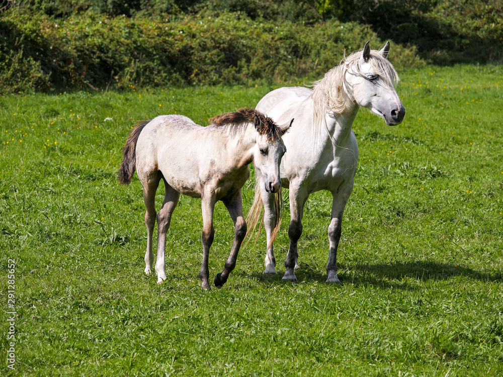 White gracious horse in a green grass field with it foal side by side. Agriculture concept. White gracious horse in a green grass field with it foal side by side. Agriculture concept.