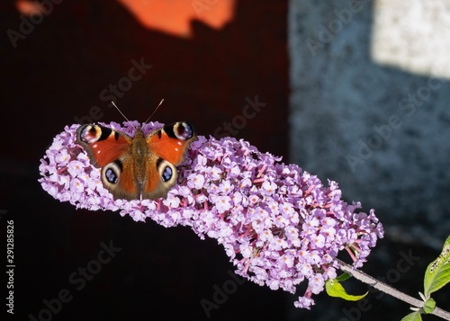 Peacock (Aglais io)butterfly on flower