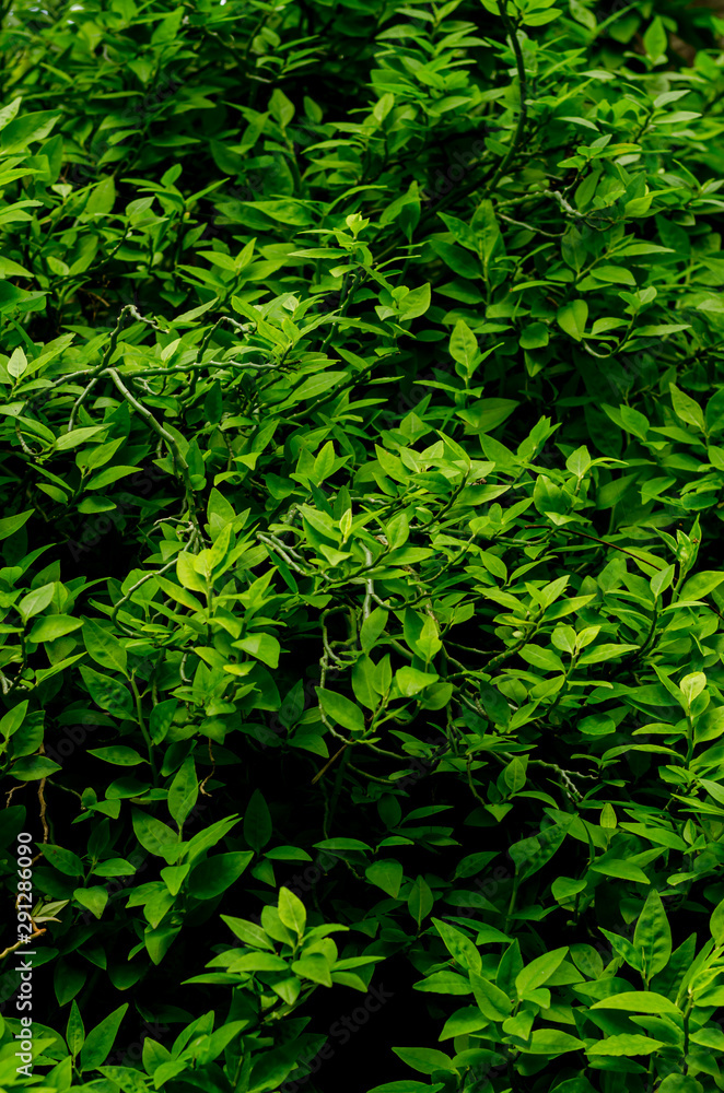 Obraz premium Dark and green leaves blur picture background