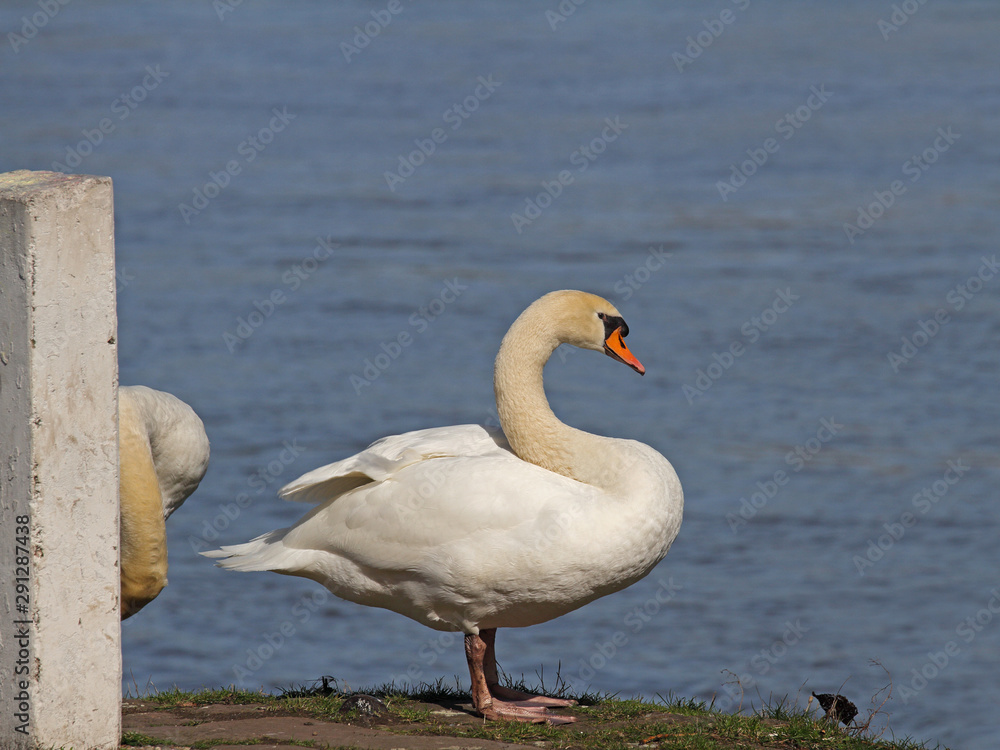 Schwan Schwan