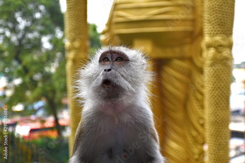 Photography Crab-eating macaque, Macaca fascicularis, also known as the long-tailed macaque,