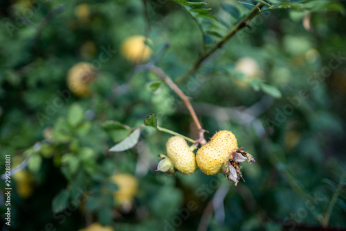 Rosa roxburghii hedgehog rose closeup