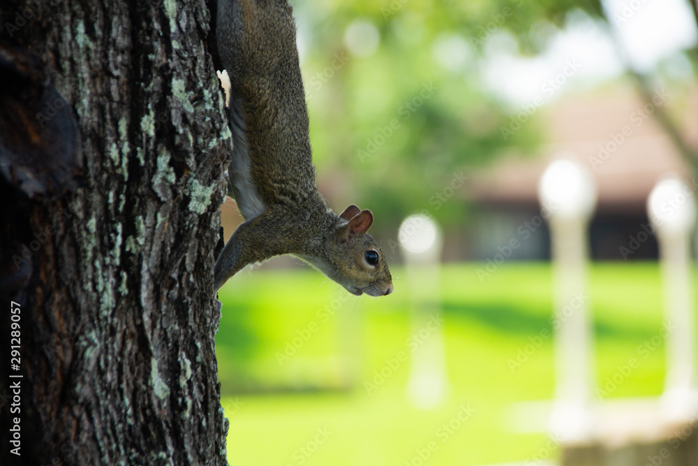 A Squirrel on a tree looking around
