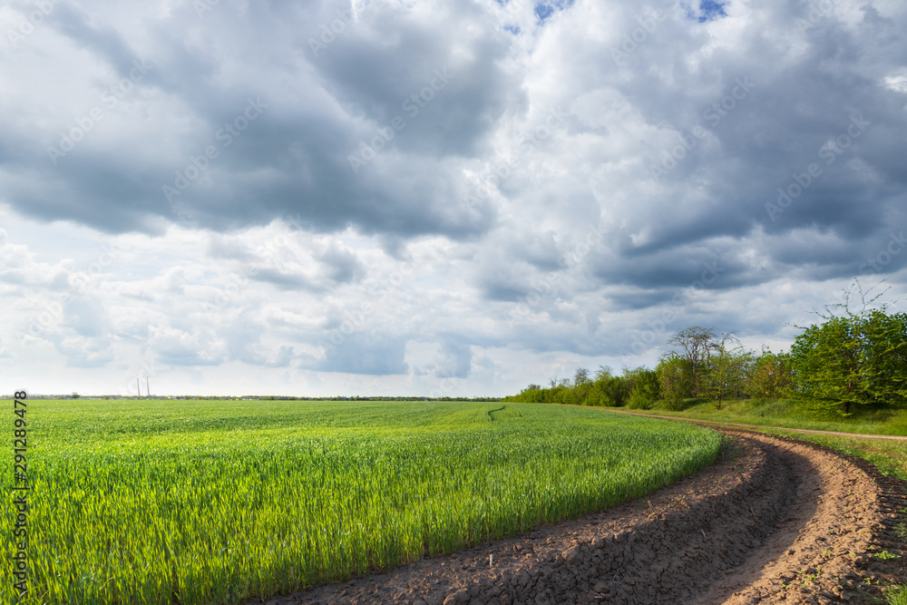 green wheat field near irrigation canal / agriculture in the countryside green wheat field near irrigation canal / agriculture in the countryside