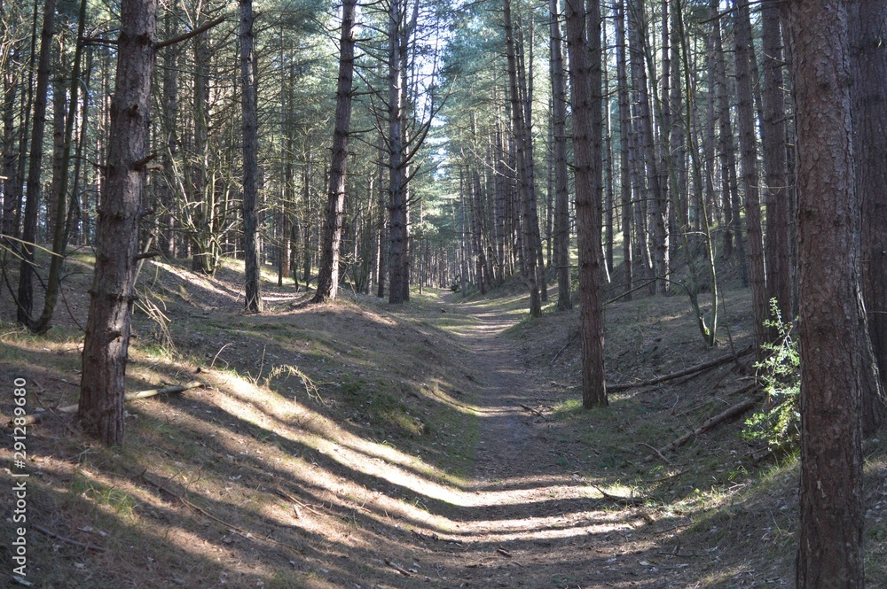 Obraz premium Pine Woodland