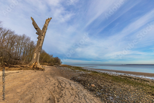 Totholz in der Wohlenberger Wiek an der Ostsee