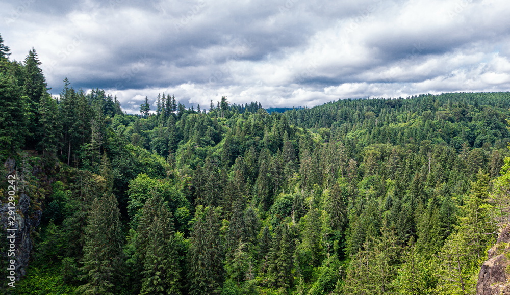 Fototapeta premium Evergreen Vista in Washington near Snoqualmie Falls