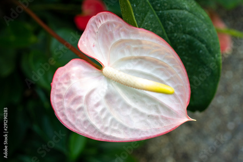 Spathiphyllum Mauna Loa peace lily