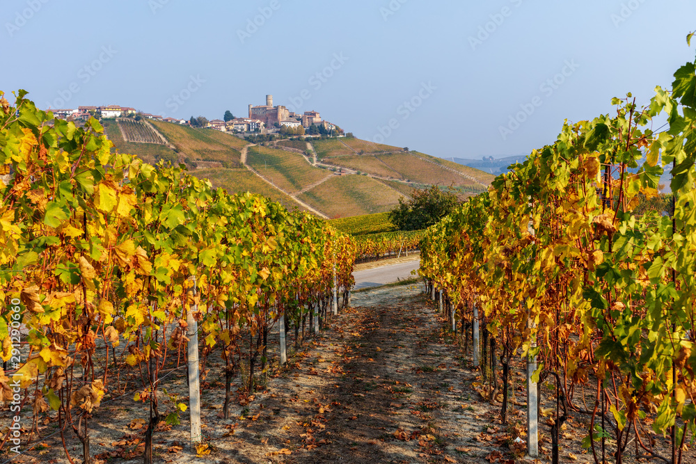 Autumnal vineyards in a row on the hills of Langhe.
