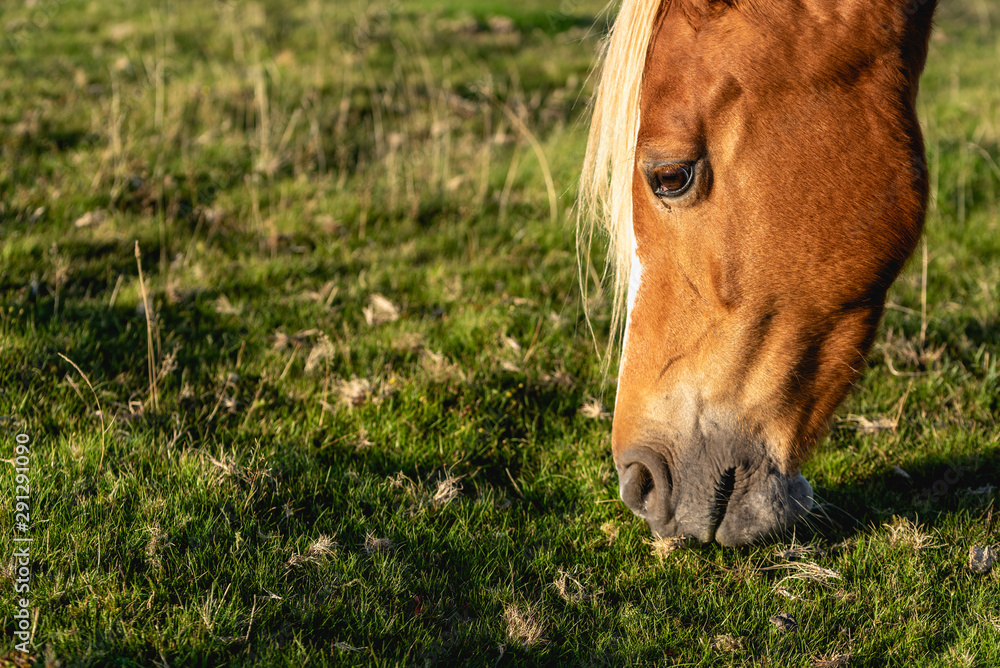 A wild horse on a mountain in the welsh brecon beacons park countryside, Wales, UK A wild horse on a mountain in the welsh brecon beacons park countryside, Wales, UK