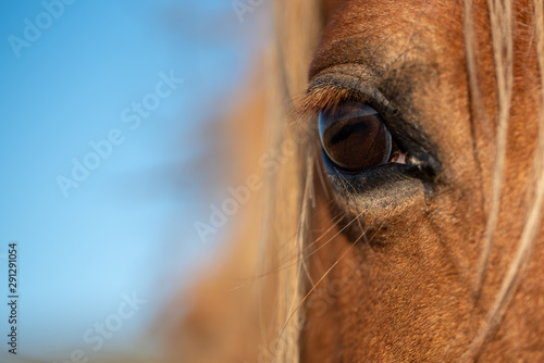 A wild horse on a mountain in the welsh brecon beacons park countryside  Wales  UK