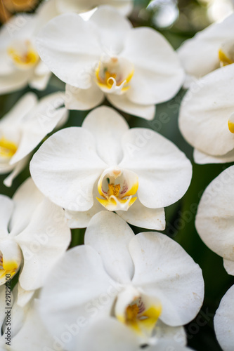 Laelia dayana orchid from gerais