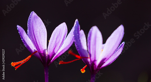 Saffron crops, Set Valley, Cervia de les Garrigues Village, Les Garrigues, Lleida, Catalunya, Spain photo