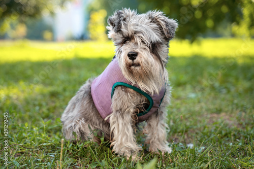 Portrait of a cute dog miniature Schnauzer, sits on the grass in the park. puppy training and obedience