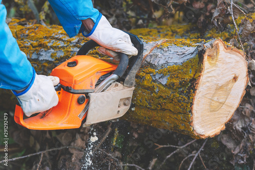 Close up of a lumberjack cutting old wood with a chainsaw .