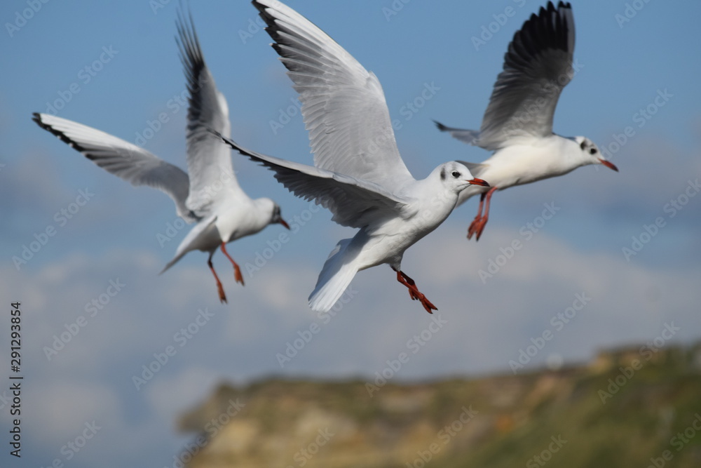 Fototapeta premium Mouettes
