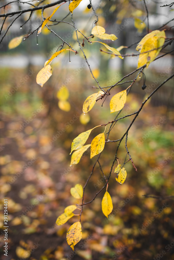 autumn yellow leaves and branches with water drops. autumn yellow leaves and branches with water drops.