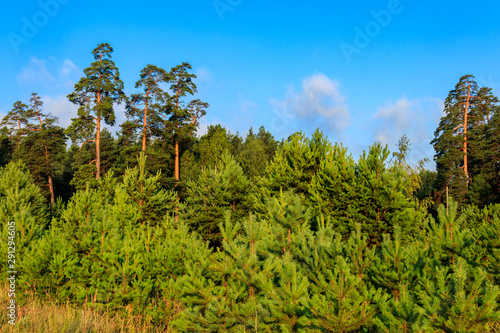 View of a green coniferous forest at summer