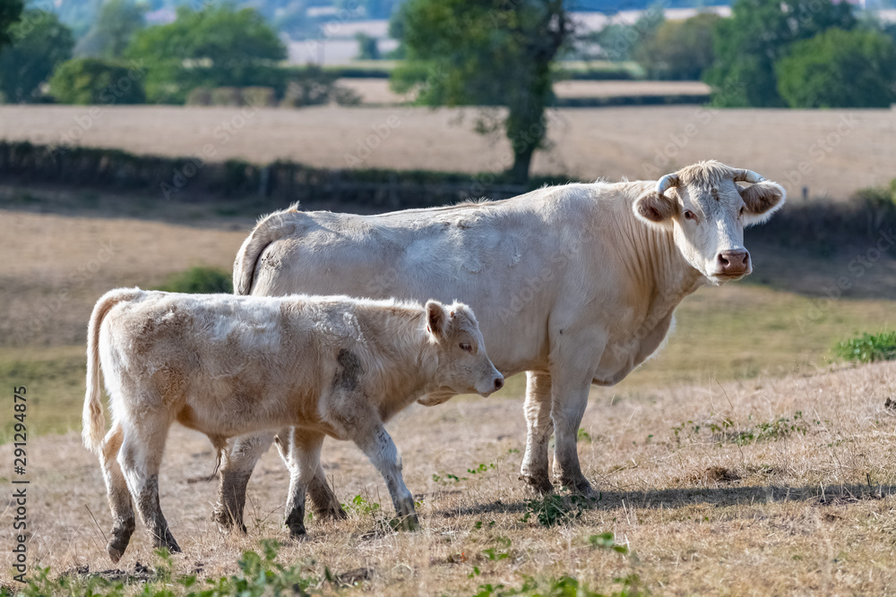 Charolais cow and calf, white cows in a field in Burgundy campaign Charolais cow and calf, white cows in a field in Burgundy campaign