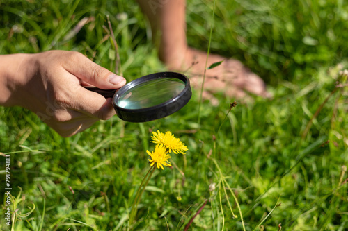 Murais de parede A hand holds a magnifier and looks at the flowers