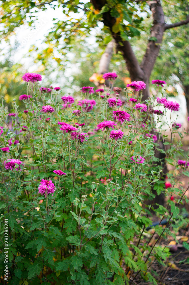 A photo of chrysanthemums in an autumn garden. These flowers sometimes called mums or chrysanths, are flowering plants of the family Asteraceae. Selective focus.