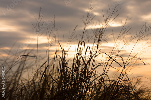 Fototapeta Naklejka Na Ścianę i Meble -  Golden Sunrise along the Chesapeake Bay in Calvert County Southern Maryland