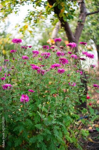 Fototapeta Naklejka Na Ścianę i Meble -  A photo of chrysanthemums in an autumn garden. These flowers sometimes called mums or chrysanths, are flowering plants of the family Asteraceae. Selective focus.