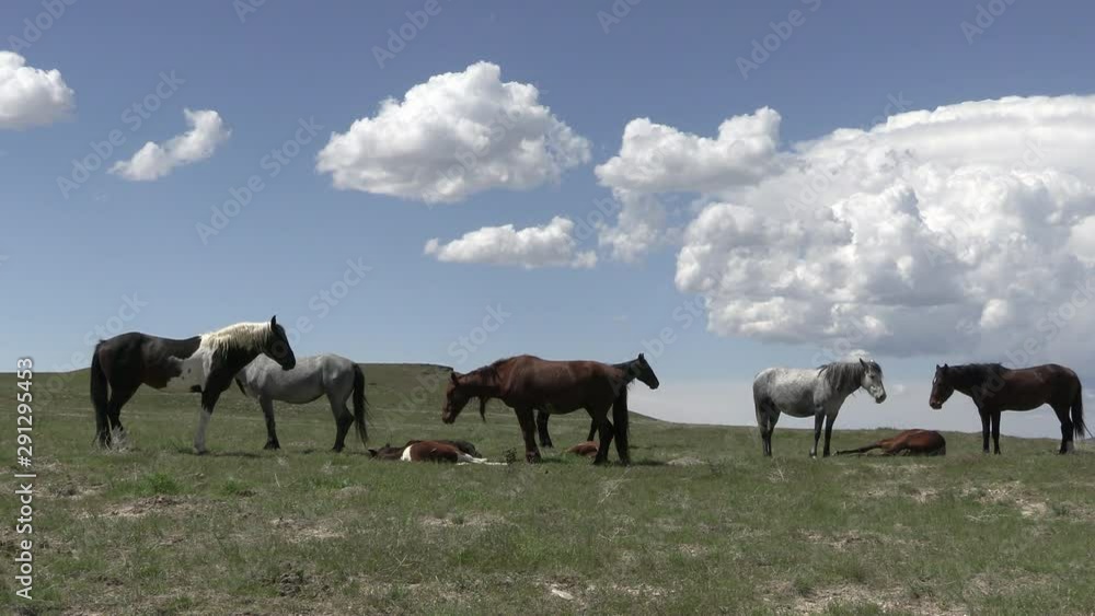 Wild Horses in the Utah West Desert in Spring Wild Horses in the Utah West Desert in Spring