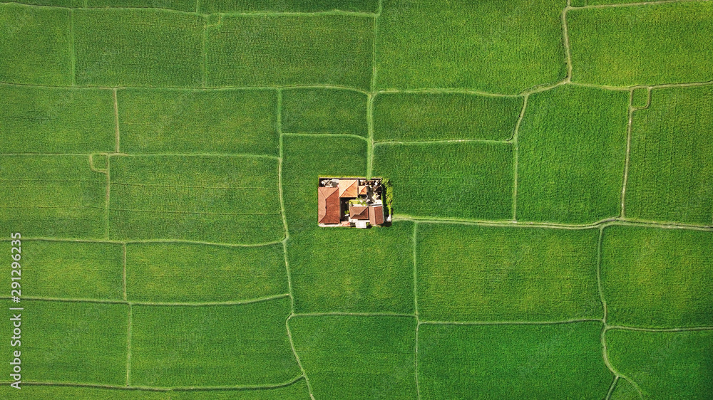 Farm in the middle of green fields, aerial view of geometry lines - obrazy, fototapety, plakaty 
