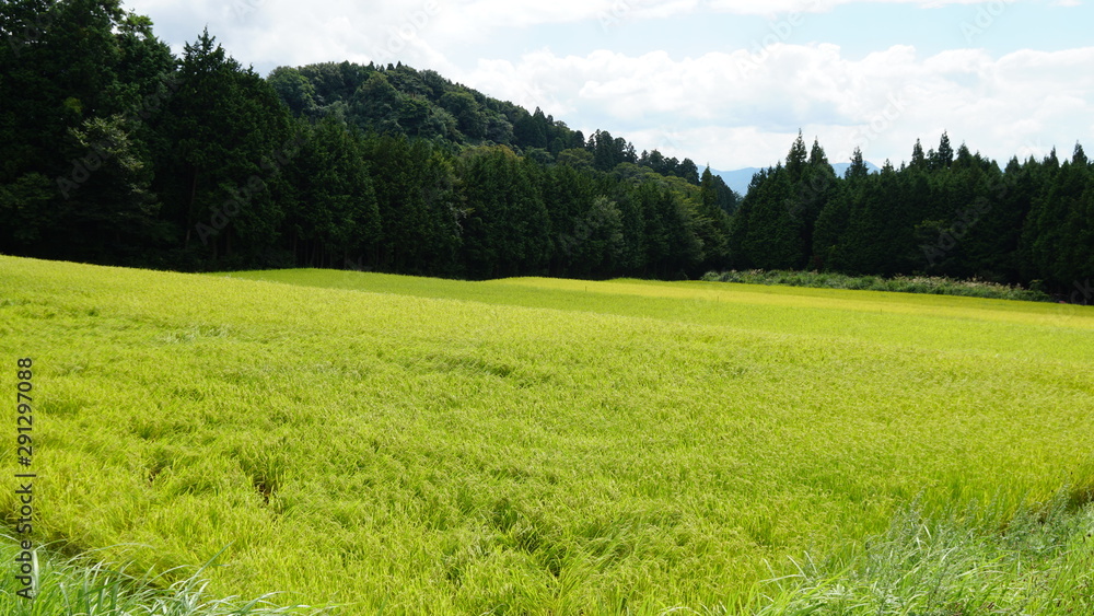 Obraz premium 稲穂 夏