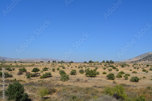 Desert Bushes view