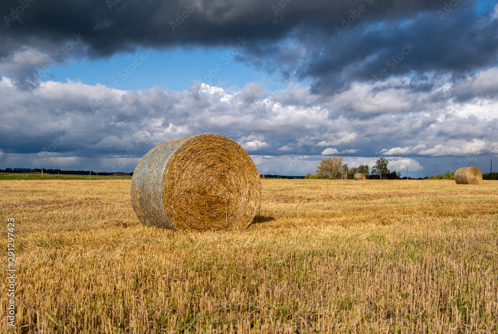 beautiful straw bales on farm field in autumn day on the background of the dramatic thick clouds